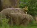 Zoo