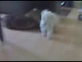 Pitbull Vs shitzu - Jade vs Rocky