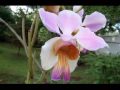 Flowers! Flores!