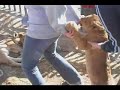 Lion Attack!!!