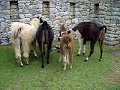 Machu Picchu - Llama being born Machu Picchu - Llama being born