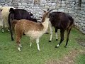machu picchu   llama being born
