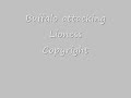 buffalo attacks lioness