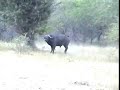 buffalo attacks lioness
