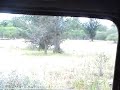 buffalo attacks lioness