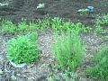 spring growth