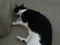 Catnip Overload