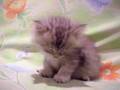 cute cat