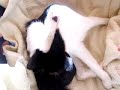 Lily Having Kittens