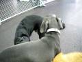 videos de Eeww! Poor ball!