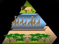 7 land biomes