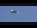 Mirage2000 in Taiwan air force open day 2008新竹基地開放幻象2000