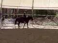 Clicker Training Canter