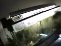Cuttings, Plants, seedlings, Fish and the like Cuttings, Plants, seedlings, Fish and the like