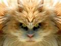 Evil-kitties