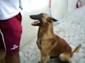 cão social adestramento com clicker cão social adestramento com clicker