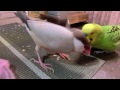 シナモン文鳥