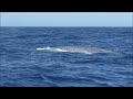 Blue Whales in São Miguel Azores