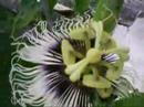 Poleniza��o