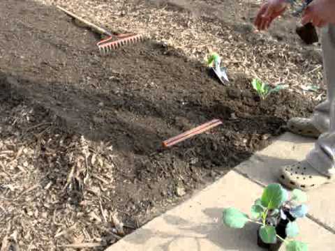 how to transplant cabbage