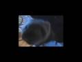 videos de Angel & Ember Playing 1