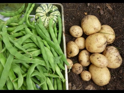 how to harvest and store yukon gold potatoes
