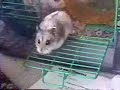 Niblett Playing with Her Toy