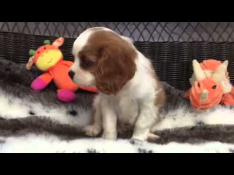Cavalier PERFECTION!