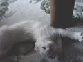 Scottish Fold?????????? Scottish Fold??????????