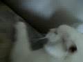 cat im a kitty cat