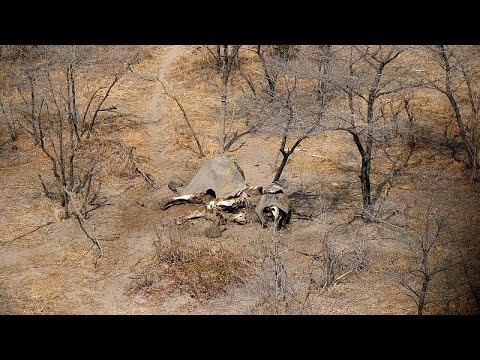 Botswana: Elefanten sollen wieder geschossn we ...
