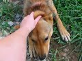 My Jindo Friend