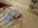 11/26/2008 Oliver under blanket! 4139 11/26/2008 Oliver under blanket! 4139