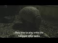 Cute Armadillos arrive at Newquay Zoo Cute Armadillos arrive at Newquay Zoo