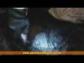 In this episode we show you what you need and the bes techniques to catch garfish at night using a net and spotlight.