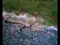 Snakey