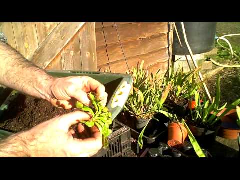 how to replant a venus fly trap