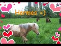 Les poneys de Montgeron