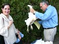 Pinny K and the Kaporot (swingin da Chicken)