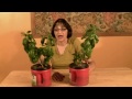 Kratky Method of Hydroponics Update