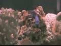 videos de AQUÁRIO - RICK - CICHLID AQUARIUM - FAKE MARINE