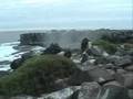 Biomusicology: A Galapagos Tale (Teaser Trailer)