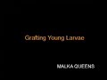 7 - Grafting Young Larvae