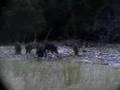 Ver Video