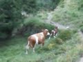 New Cow was born in the mountains