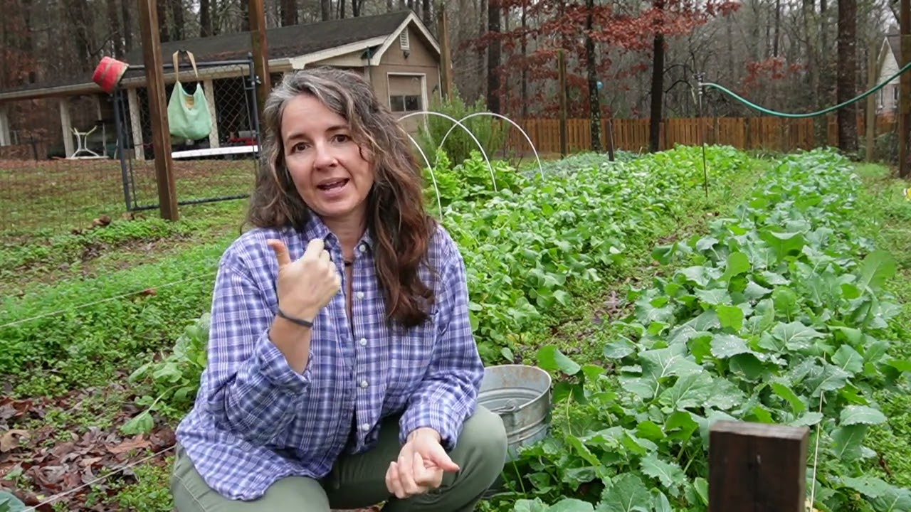 Collard Greens on New Year's Day is a Southern Tradition. Learn How to Prepare Collard Greens.