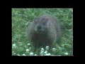 My Backyard - Groundhog My Backyard - Groundhog