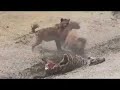 Hyenas and Vultures Frenzy Over a Zebra Kill