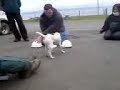 Dog plays the shell game