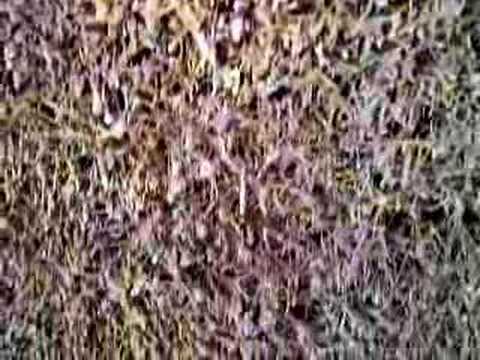 mineral water hedge in germany